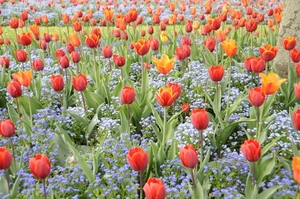 tulpen