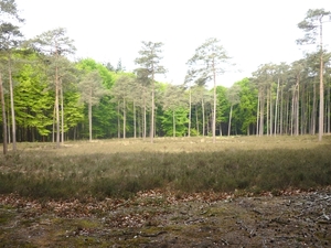 10.05.16.ST. ANDRIES.DE HEIDE IS TERUG