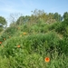 10.05.22.HANSBEKE.DE KOLLEBLOMMEN ZIJN ER