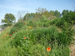 10.05.22.HANSBEKE.DE KOLLEBLOMMEN ZIJN ER