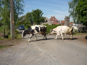 10.05.22.HANSBEKE.KOEIEN VOORANG