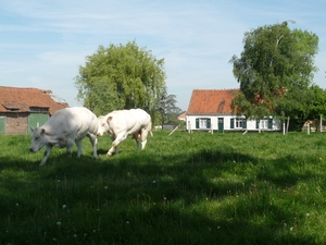 10.05.22.HANSBEKE .LANDELIJK