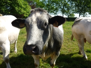 10.05.24.KANEGEM.MET DE GLIMLACH