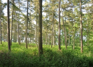 10.06.05.LEMBEKE.IN DE BOSSEN