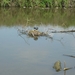 10.06.12.OOSTKAMP.MEERKOET OP ZIJN EILAND