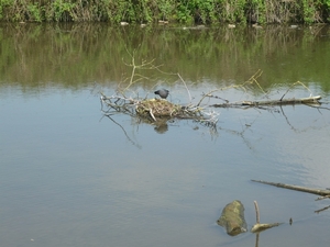 10.06.12.OOSTKAMP.MEERKOET OP ZIJN EILAND