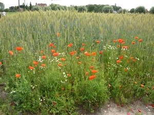 10.06.13.DRONGEN .KOLLEBLOMMEN