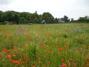 10.06.13.DRONGEN.WILDE BLOEMENPRACHT