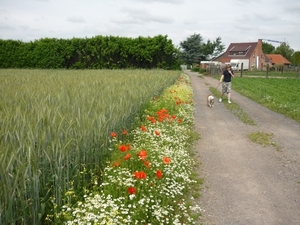 10.06.13.DRONGEN.PRACHTIGE WEGBERM