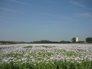 10.06.26.OOSTBURG.PAPAVERS.(OPIUM ?)