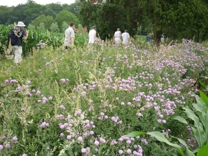 10.07.09.ST MARIA AALTER. DISTELWANDELING