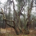 wandeling lille 006