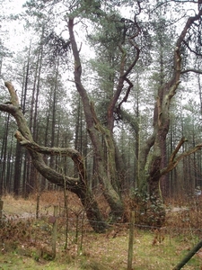 wandeling lille 006