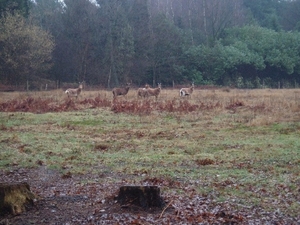 wandeling lille 012