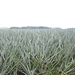 costa rica075
