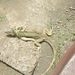 costa rica078