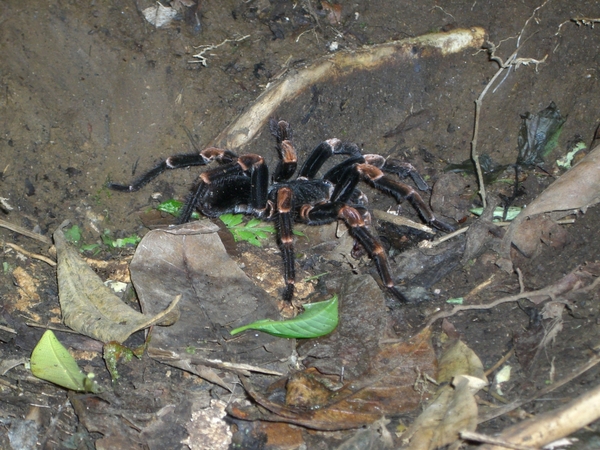 costa rica131