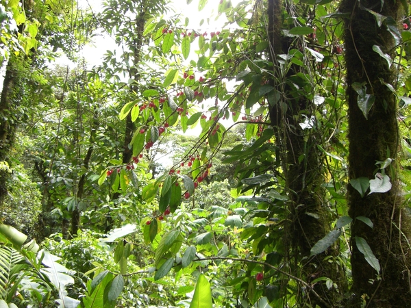 costa rica132
