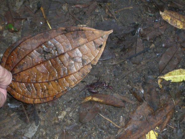 costa rica133
