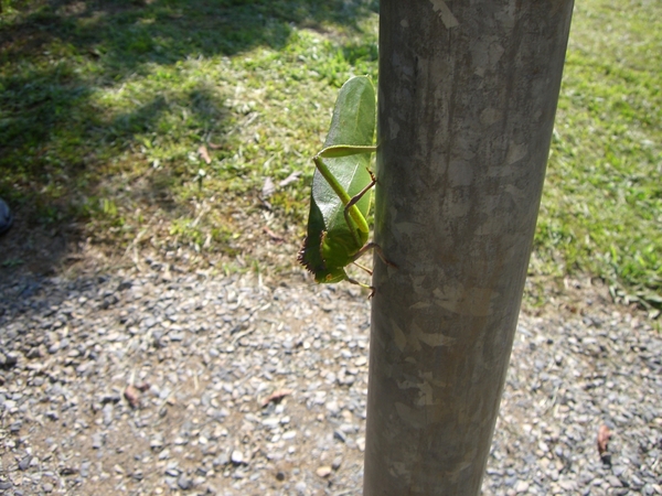 costa rica275