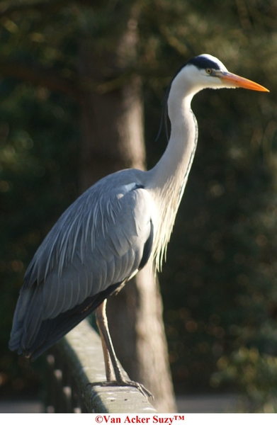 Reiger