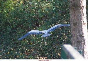 Reiger met gespreide Vleugels