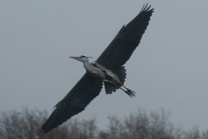 Reiger in de Vlucht