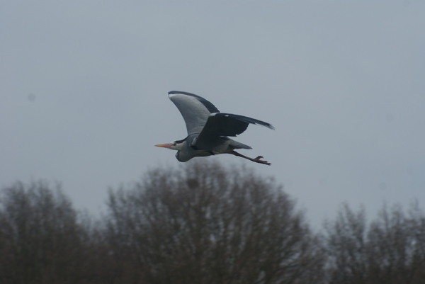 Reiger