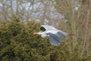 Reiger