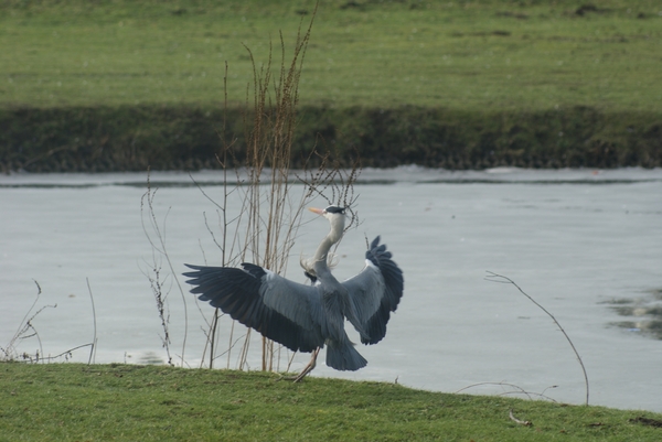 Landing Reiger