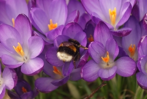 Bloemetjes en Bijtjes