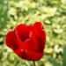 20100502 Nukerke (131)