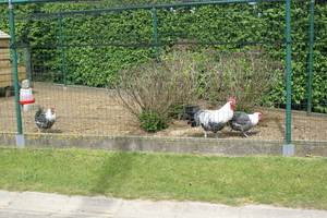 20100502 Nukerke (208)