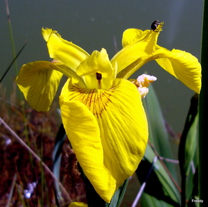 Iris-Lisbloem