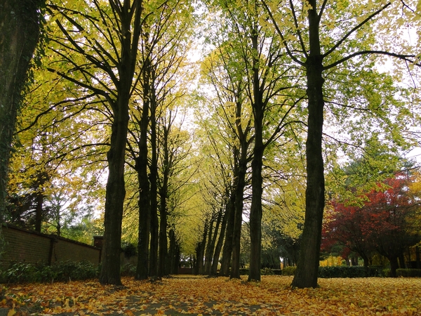 Oude Kerkhof- Roeselare