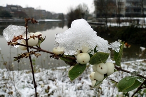 Winterfoto's-Stadspark-Roeselare-november-2010