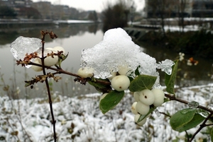 Winterfoto's-Stadspark-Roeselare-november-2010