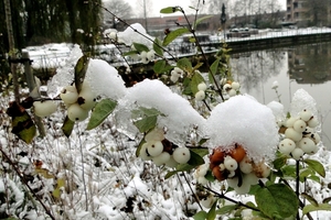 Winterfoto's-Stadspark-Roeselare-nov-2010