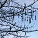 18 December 2010-Winterfoto\'s Stadspark-Roeselare
