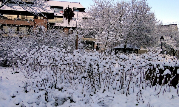 18 December 2010-Winterfoto's Stadspark-Roeselare