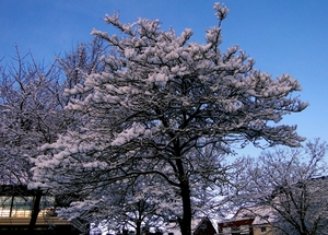 18 December 2010-Winterfoto's Stadspark-Roeselare