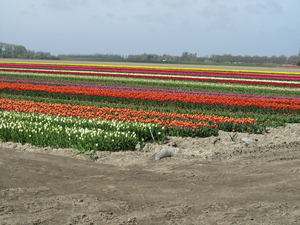 Tulpenvelden