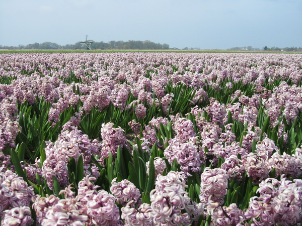 Bloemen