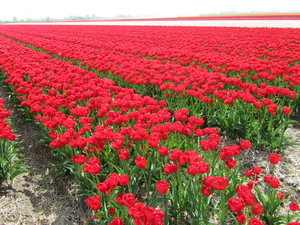 Tulpen