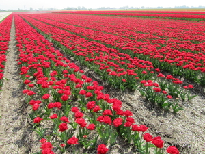 Tulpen