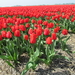 Tulpen