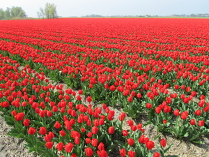 Tulpen