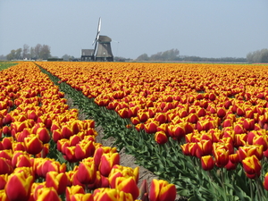 Tulpen