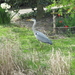 Blauwe reiger