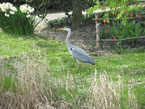 Blauwe reiger